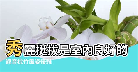 觀音棕竹風水|【棕竹風水】棕竹風水妙用：助你格調提升，客廳必備！